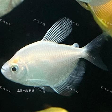 小型招財魚|螢光魚：飼養指南與常見問題 